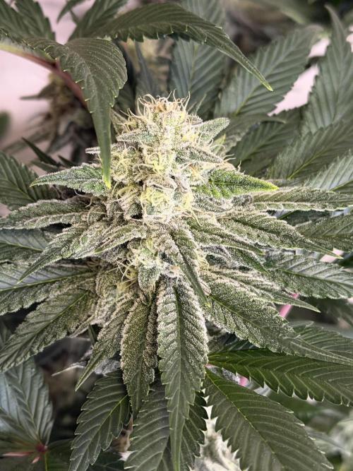 World of Seeds - Burger Kush EV. Week 10