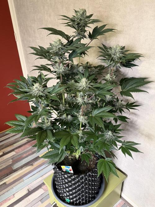 World of Seeds - Burger Kush EV. Week 10