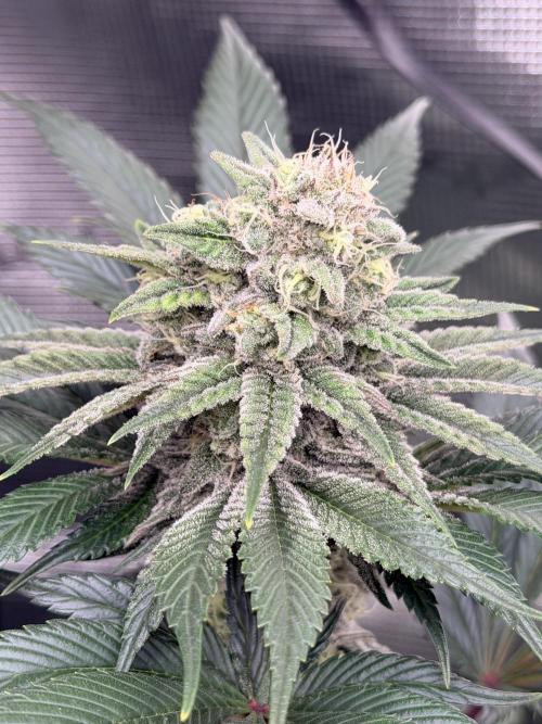 World of Seeds - Burger Kush EV. Week 10
