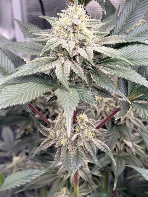 World of Seeds - Burger Kush EV. Week 10