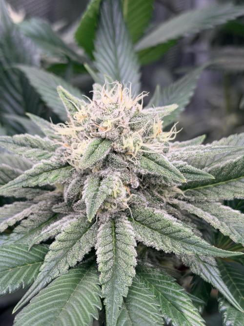World of Seeds - Burger Kush EV. Week 10