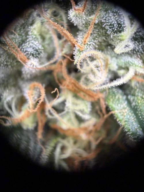 Zamnesia Landrace Pack - Afghani indoor. Week 13