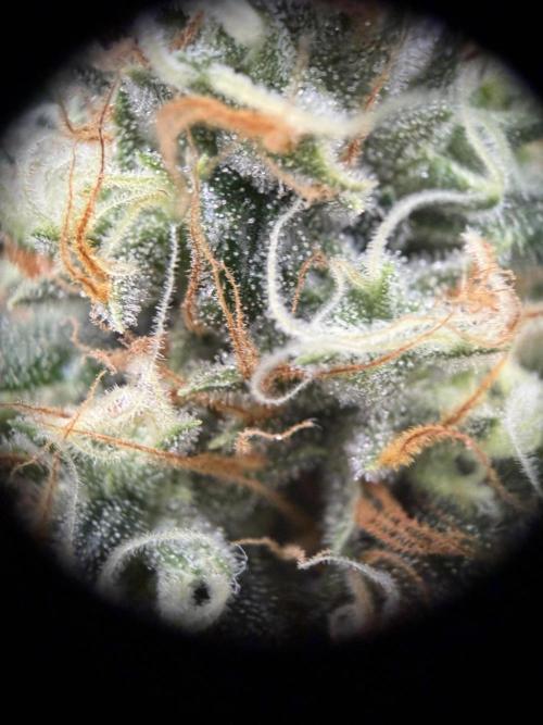 Zamnesia Landrace Pack - Afghani indoor. Week 13