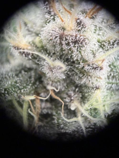 World of Seeds - Burger Kush EV. Week 10