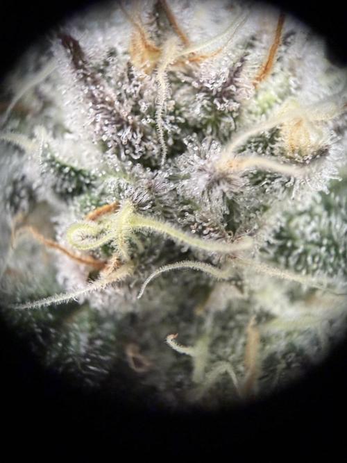 World of Seeds - Burger Kush EV. Week 10