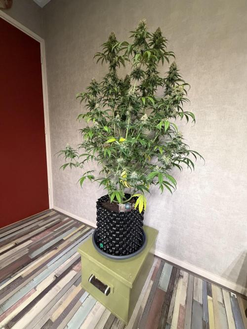 Zamnesia Landrace Pack - Afghani indoor. Week 14