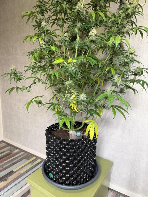 Zamnesia Landrace Pack - Afghani indoor. Week 14
