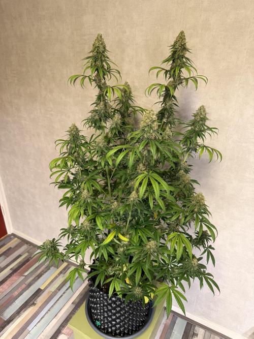 Zamnesia Landrace Pack - Afghani indoor. Week 14