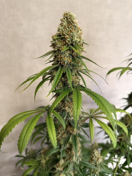 Zamnesia Landrace Pack - Afghani indoor. Week 14