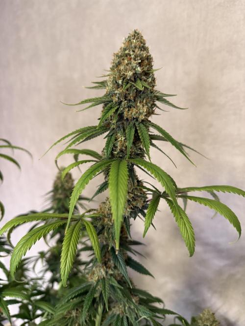 Zamnesia Landrace Pack - Afghani indoor. Week 14