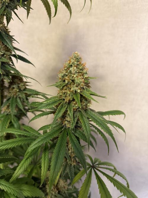 Afghani. Week 14