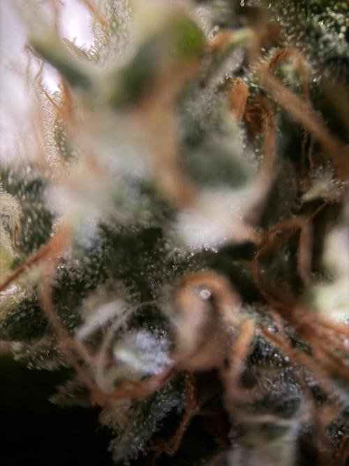 Zamnesia Landrace Pack - Afghani indoor. Week 14