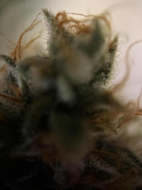 Afghani. Week 14