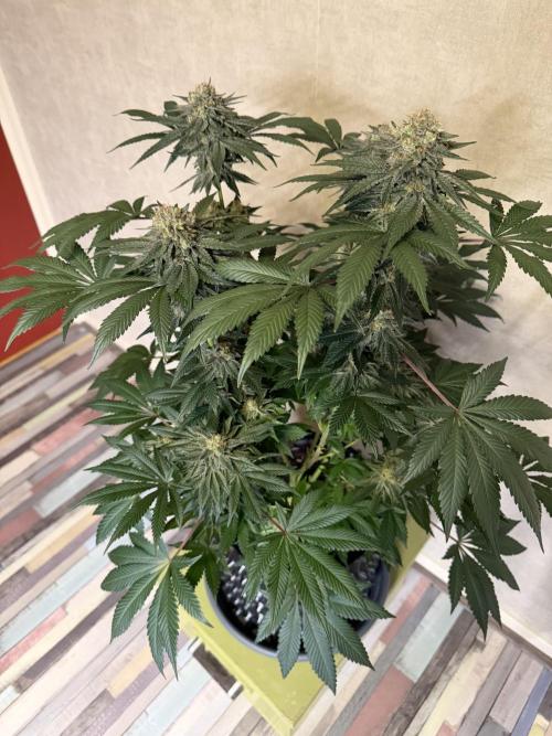 Zamnesia Landrace Pack - Colombian Gold. Week 14