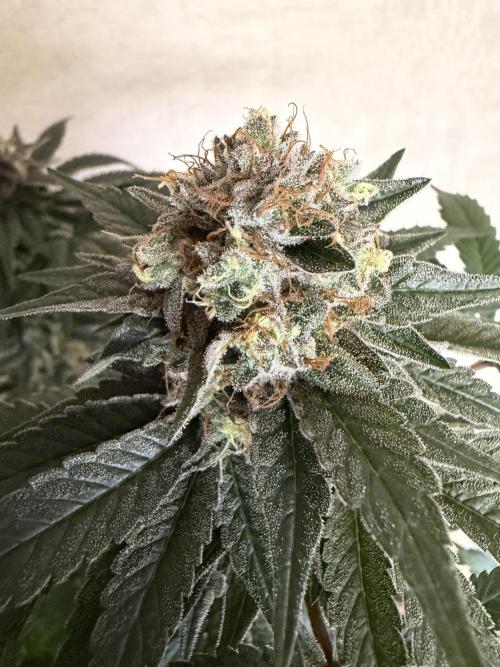 Zamnesia Landrace Pack - Colombian Gold. Week 14