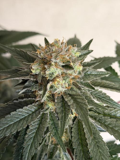 Zamnesia Landrace Pack - Colombian Gold. Week 14