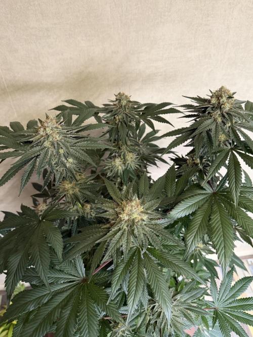 Zamnesia Landrace Pack - Colombian Gold. Week 14