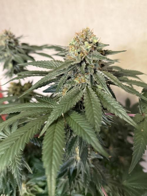 Zamnesia Landrace Pack - Colombian Gold. Week 14