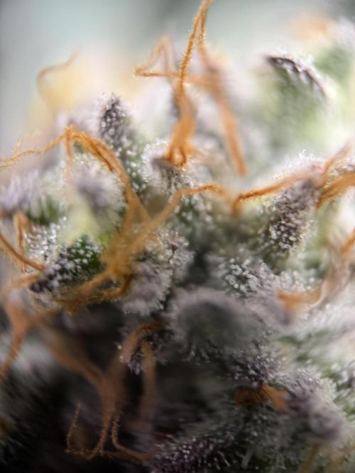 Zamnesia Landrace Pack - Colombian Gold. Week 14