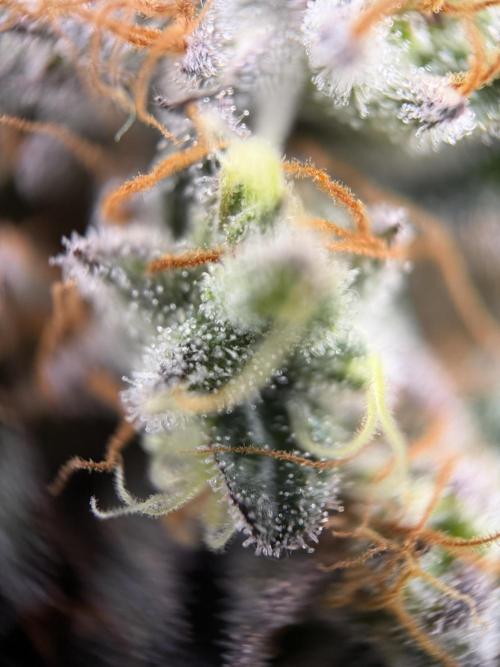 Zamnesia Landrace Pack - Colombian Gold. Week 14