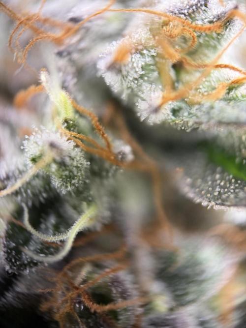 Zamnesia Landrace Pack - Colombian Gold. Week 14