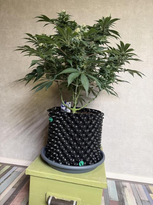 Zamnesia Landrace Pack - Panama Red. Week 14