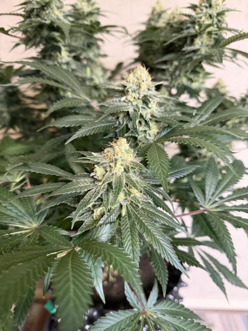 Zamnesia Landrace Pack - Panama Red. Week 14