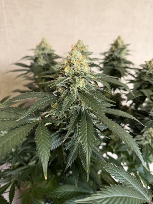Zamnesia Landrace Pack - Panama Red. Week 14