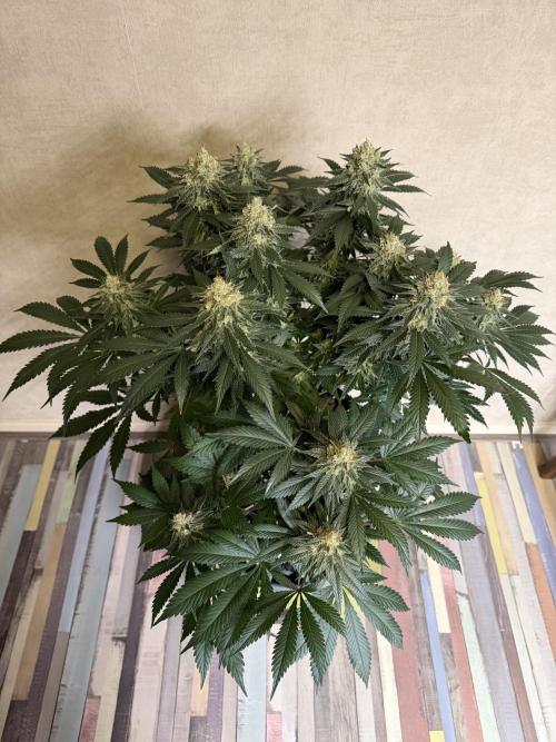 Panama Red. Week 14