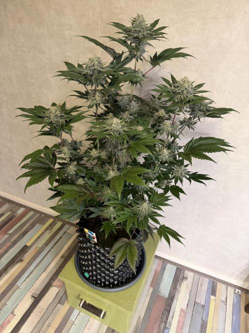 World of Seeds - Burger Kush EV. Week 11