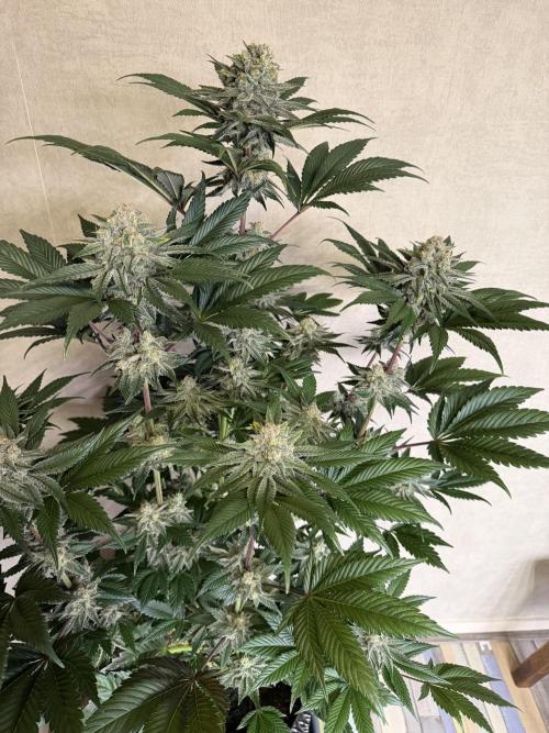 World of Seeds - Burger Kush EV. Week 11
