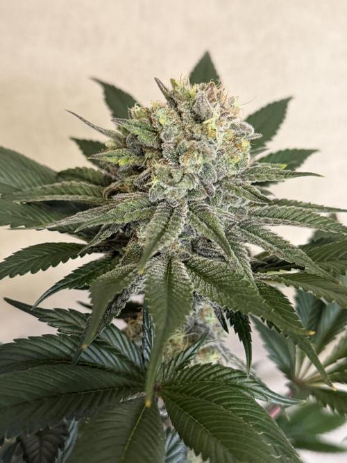 World of Seeds - Burger Kush EV. Week 11