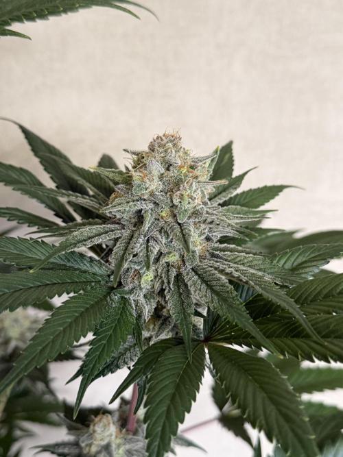 World of Seeds - Burger Kush EV. Week 11