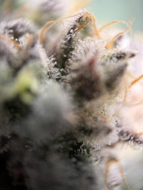 World of Seeds - Burger Kush EV. Week 11