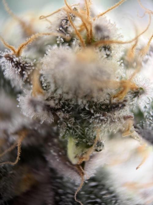 World of Seeds - Burger Kush EV. Week 11