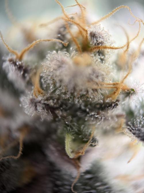 World of Seeds - Burger Kush EV. Week 11