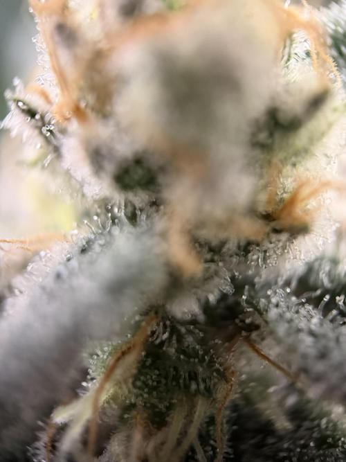 World of Seeds - Burger Kush EV. Week 11