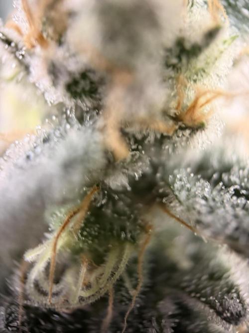 World of Seeds - Burger Kush EV. Week 11