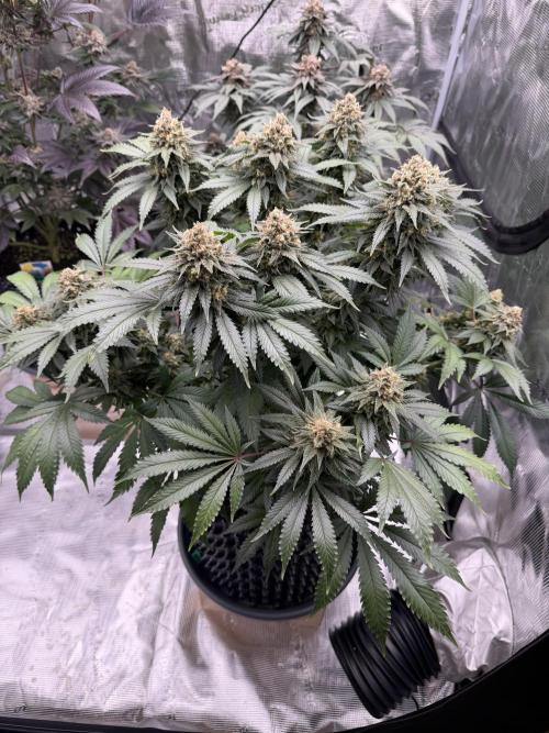 Zamnesia Landrace Pack - Panama Red. Week 15
