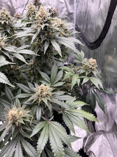 Zamnesia Landrace Pack - Panama Red. Week 15