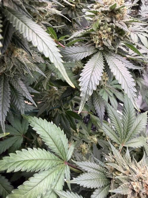 Zamnesia Landrace Pack - Panama Red. Week 15