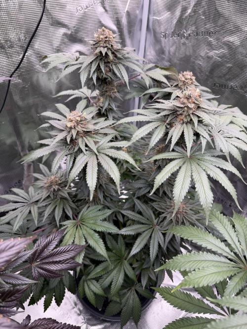 Zamnesia Landrace Pack - Colombian Gold. Week 15