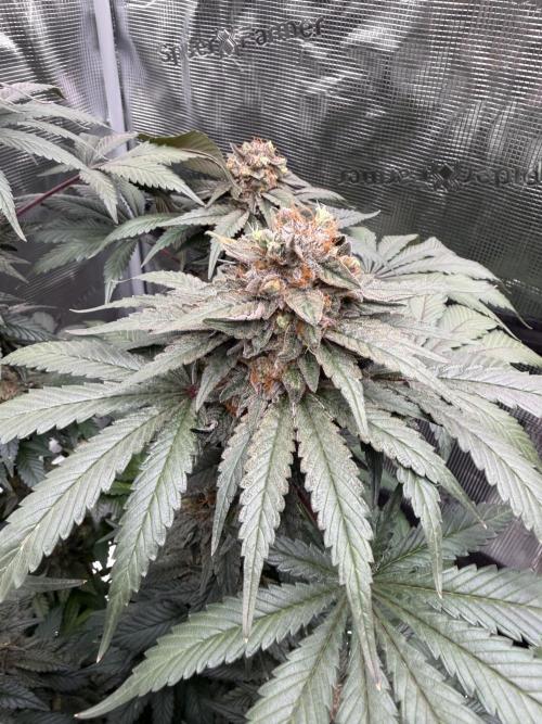 Zamnesia Landrace Pack - Colombian Gold. Week 15
