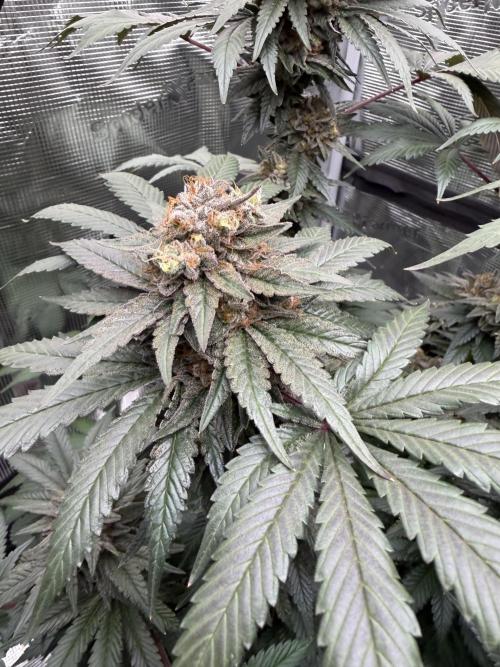 Zamnesia Landrace Pack - Colombian Gold. Week 15