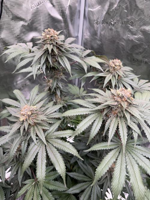 Zamnesia Landrace Pack - Colombian Gold. Week 15