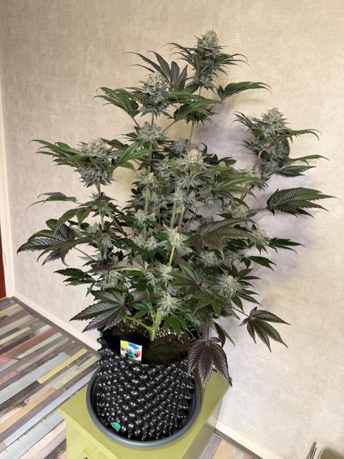 World of Seeds - Burger Kush EV. Week 12