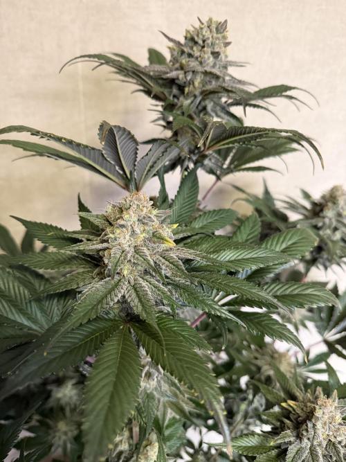 World of Seeds - Burger Kush EV. Week 12