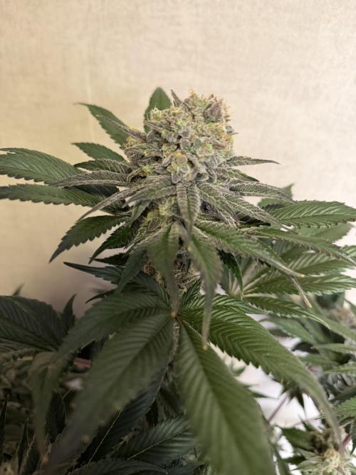 World of Seeds - Burger Kush EV. Week 12