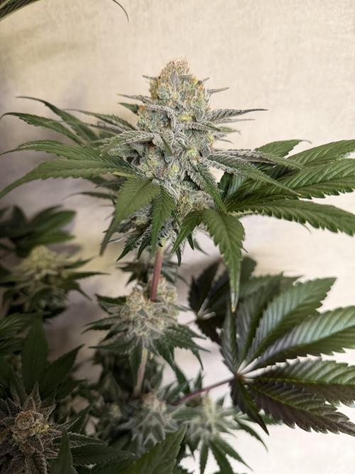World of Seeds - Burger Kush EV. Week 12
