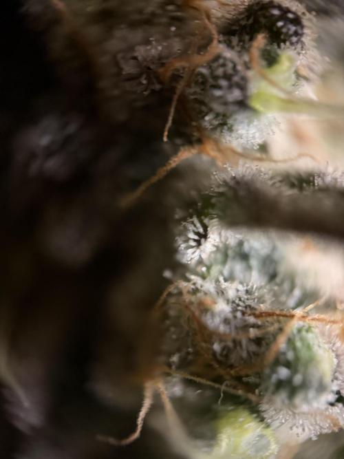 World of Seeds - Burger Kush EV. Week 12